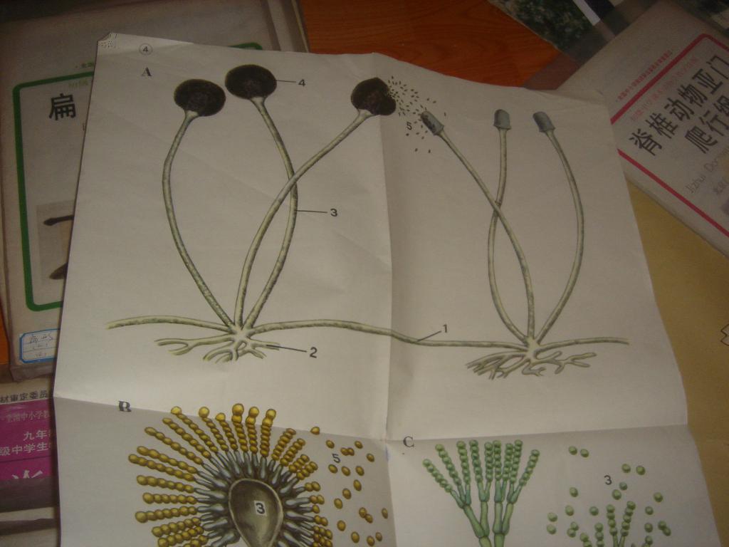 初中课本生物教学挂图-微生物4幅全/*8-50_刘鸿魁 编 丁立人 编_孔