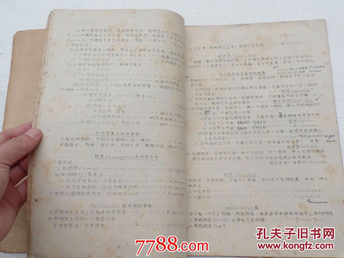 中国产硬骨鱼各目及若干亚目人为的检索表