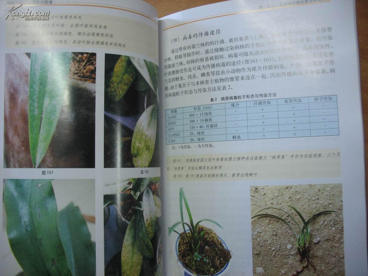 新编兰花病虫害防治图谱