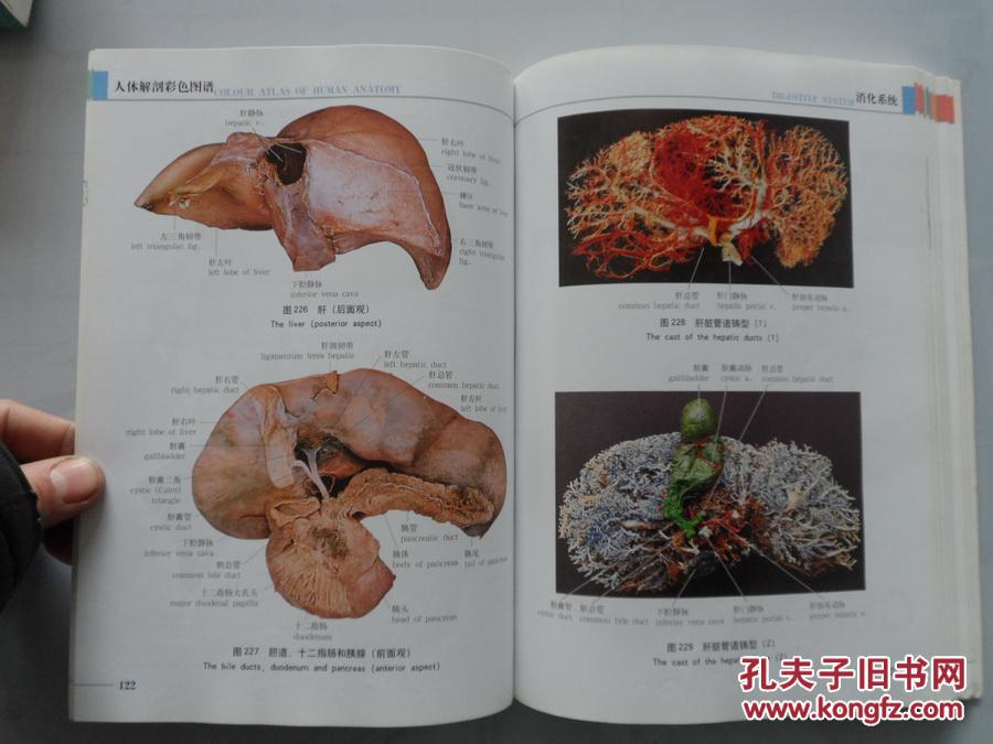 16开厚册医学书《人体解剖彩色图谱》 拍品编号:17643312