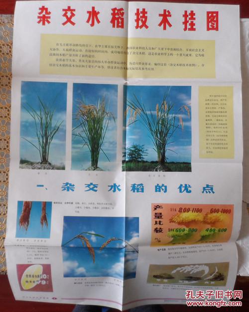 杂交水稻技术挂图