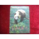 中国大熊猫 明信片