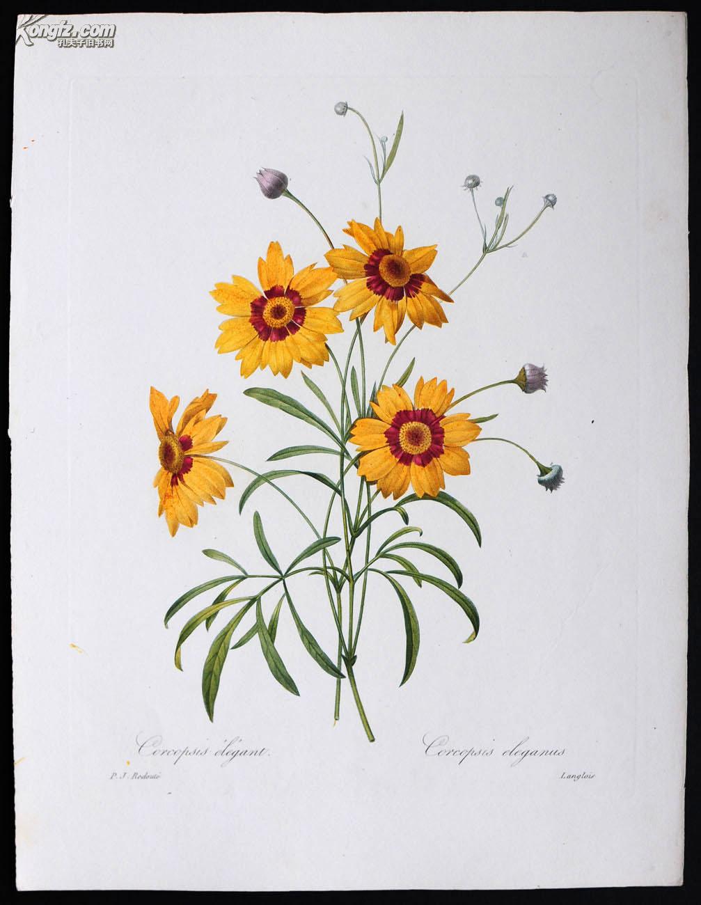 中国首现--1833年法国皇室传奇艺术巨匠redoute雷杜德