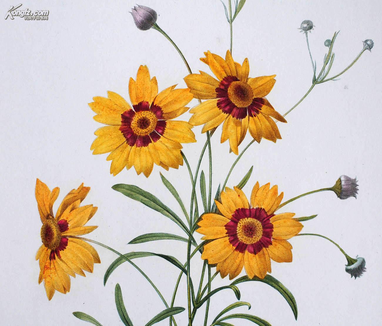 中国首现--1833年法国皇室传奇艺术巨匠redoute雷杜德