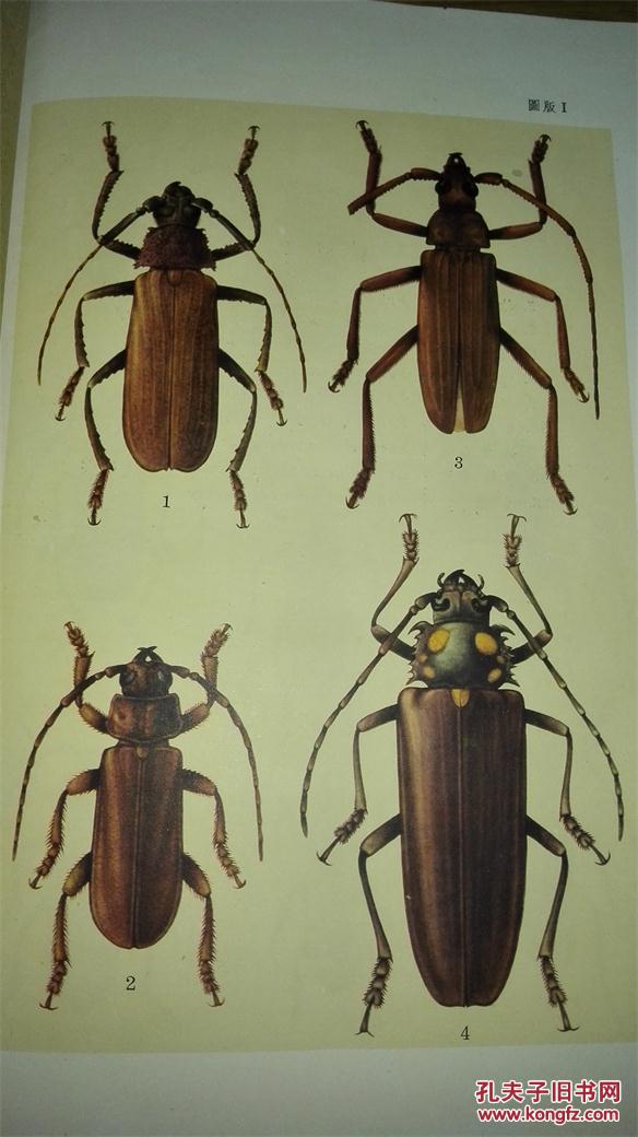 中国经济昆虫志 第一册--鞘翅目 天牛科【59年1版1印 印数:2610册