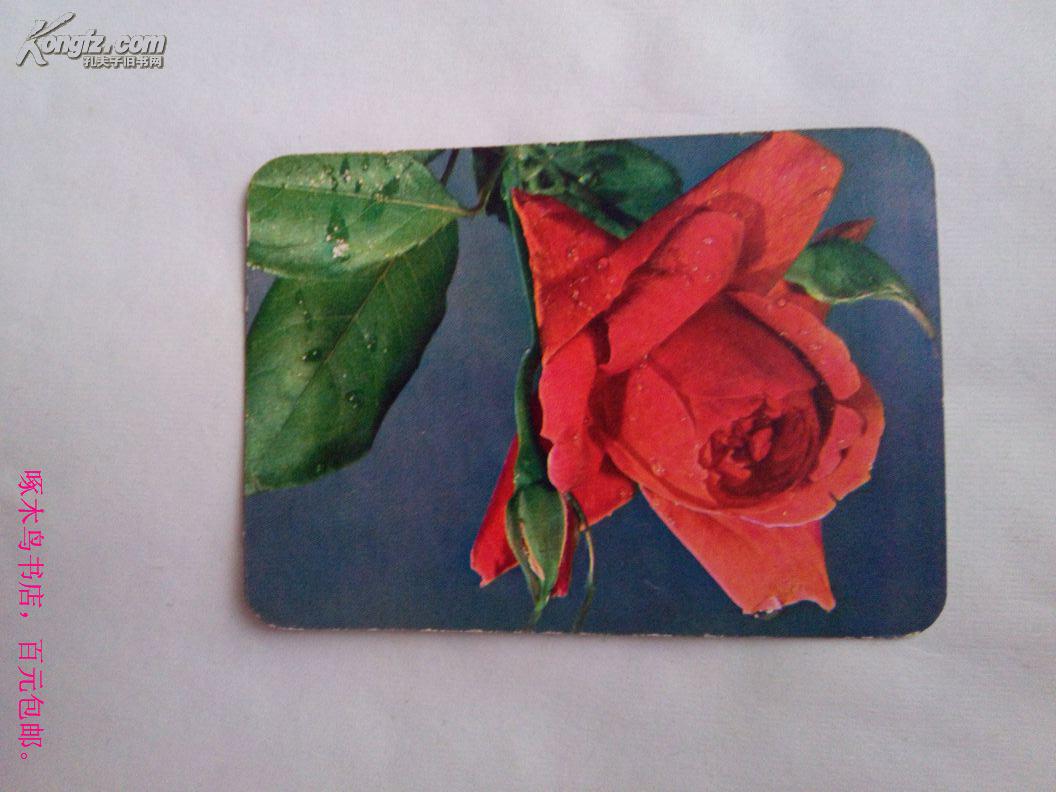 1977年月历小卡片月季