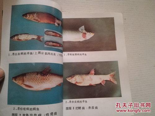 鱼病防治