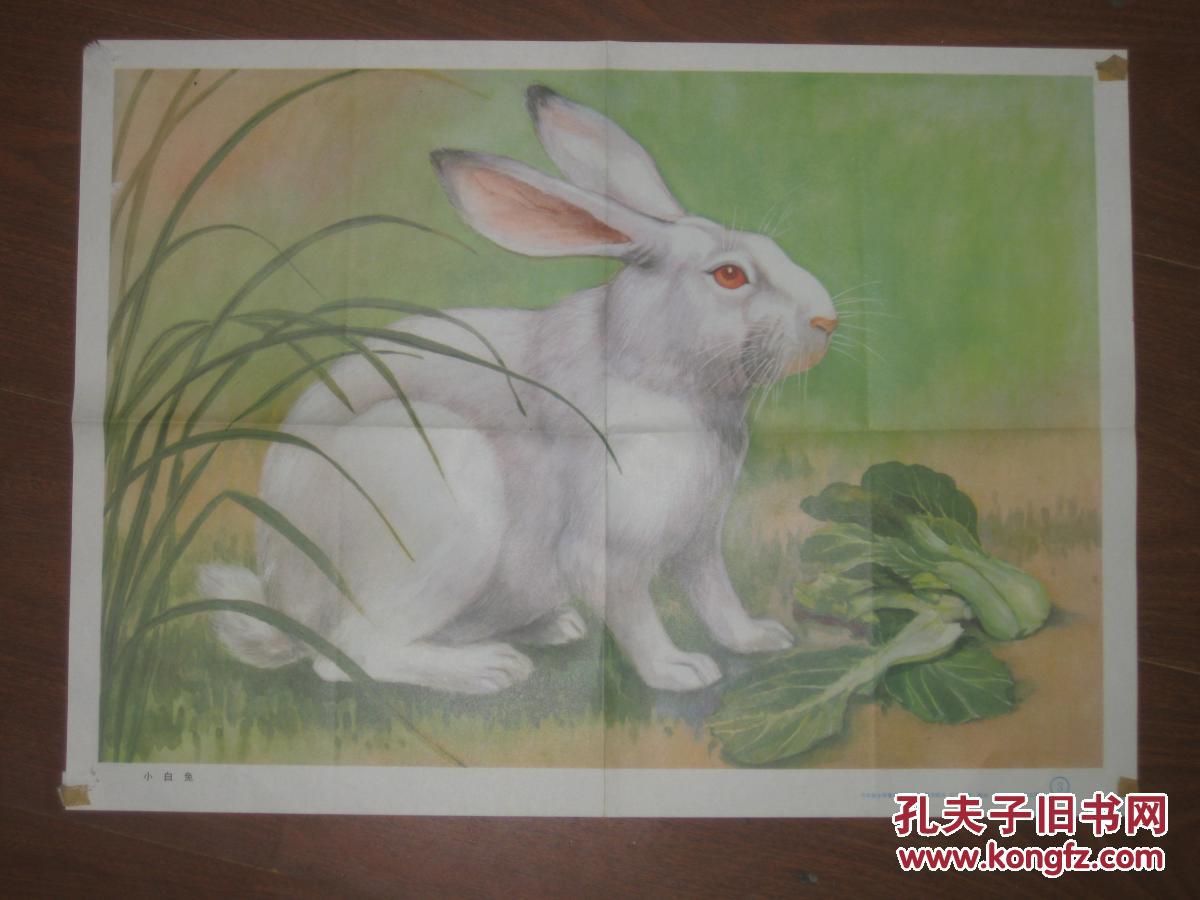 教学挂图 《小白兔》_沈枬 画_孔夫子旧书网