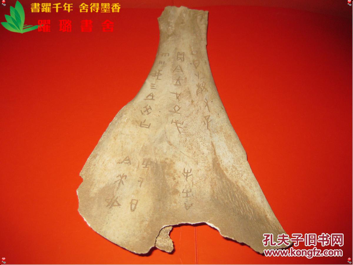 《商周时期甲骨文扇面兽骨》,虎豹等大型猛兽扇面骨,长25.5厘米,宽5.