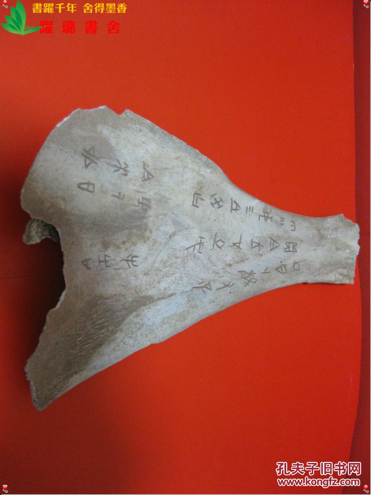 《商周时期甲骨文扇面兽骨》,虎豹等大型猛兽扇面骨,长25.5厘米,宽5.