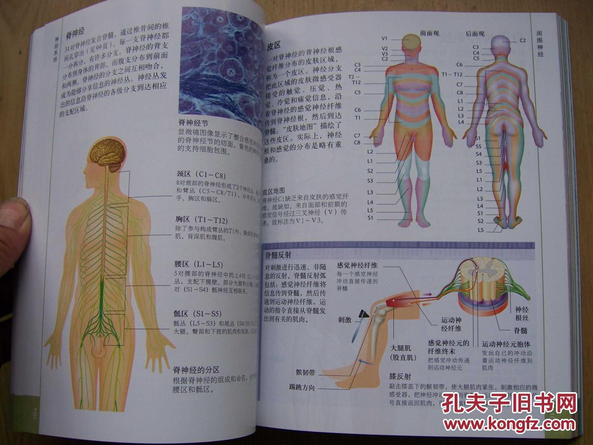 人体 人体结构 功能与疾病图解***32开【t--1】