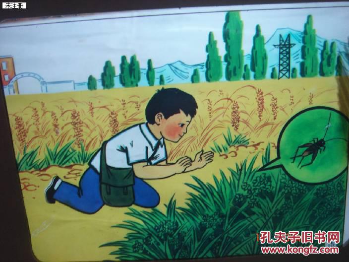 幻灯片--捉蟋蟀--4张
