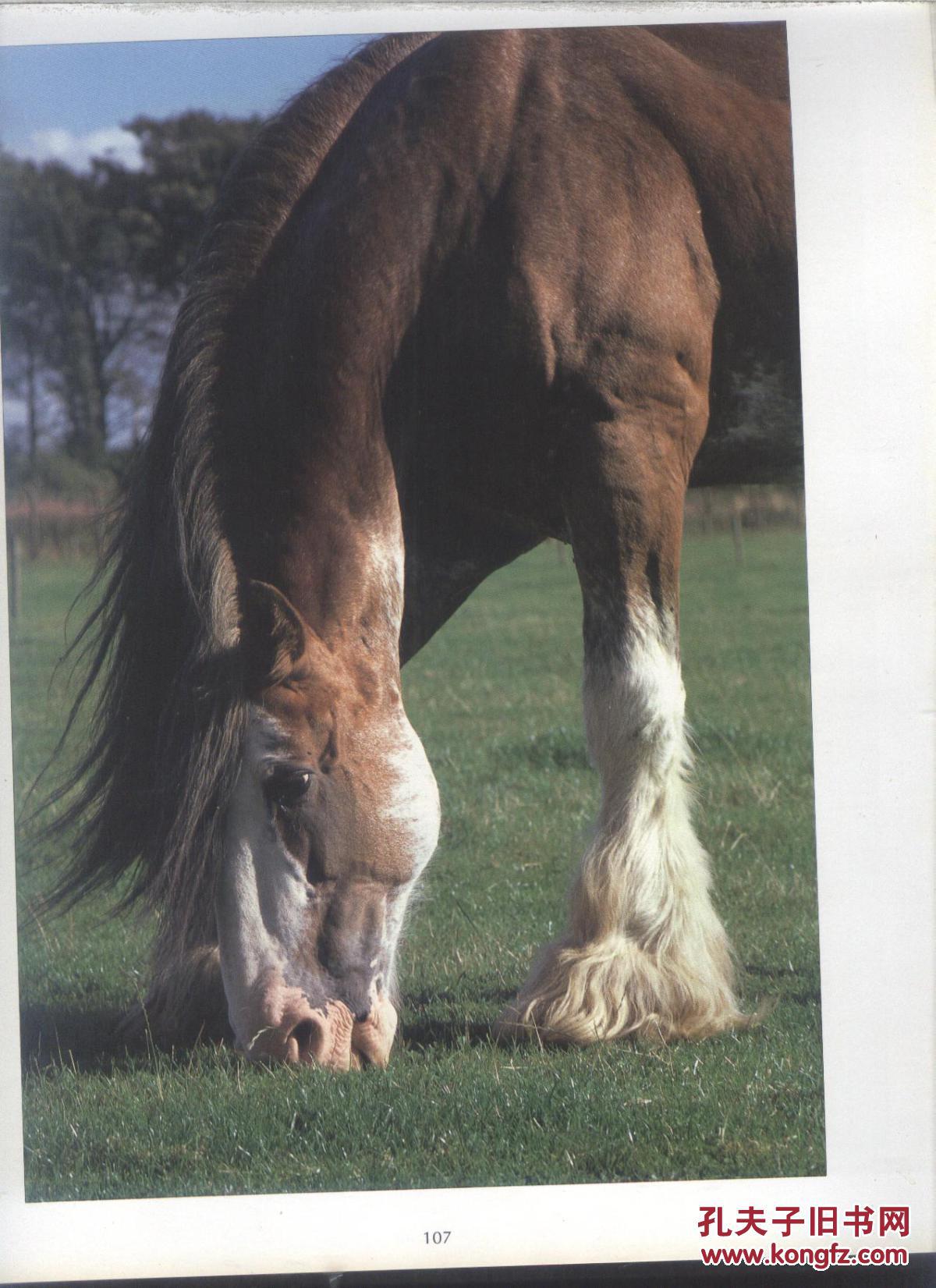 买满就送powerandgrace力量和优雅马的画集