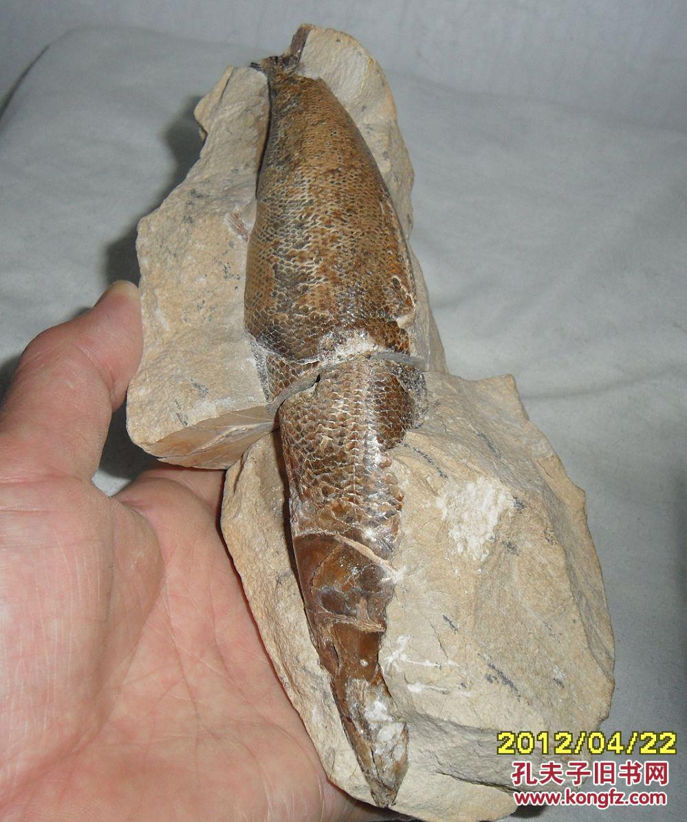 鱼化石立体鱼化石极为罕见和难得收藏佳品前无古人后无来者极为罕见