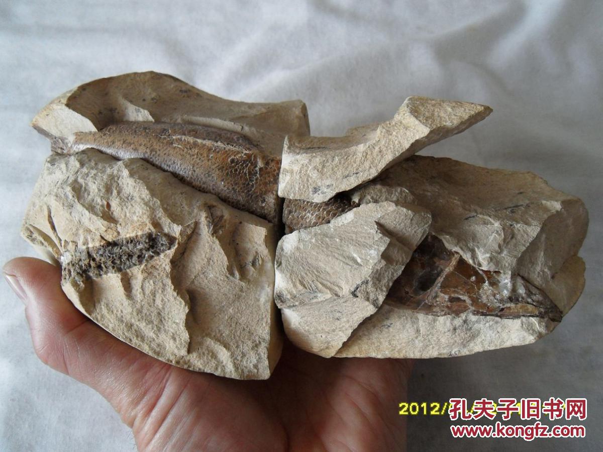 鱼化石立体鱼化石极为罕见和难得收藏佳品前无古人后无来者极为罕见