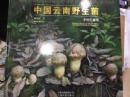 中国云南野生菌手绘百菌图