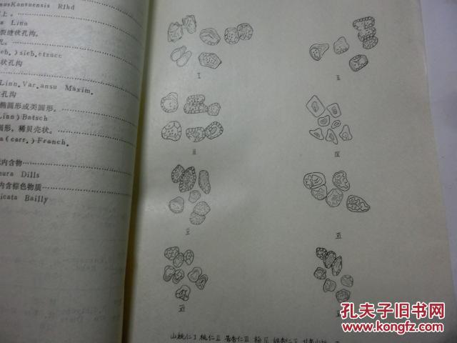 蔷薇科李属药材的种皮石细胞鉴别油印本