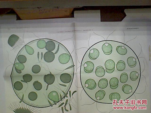 空球藻的有性生殖