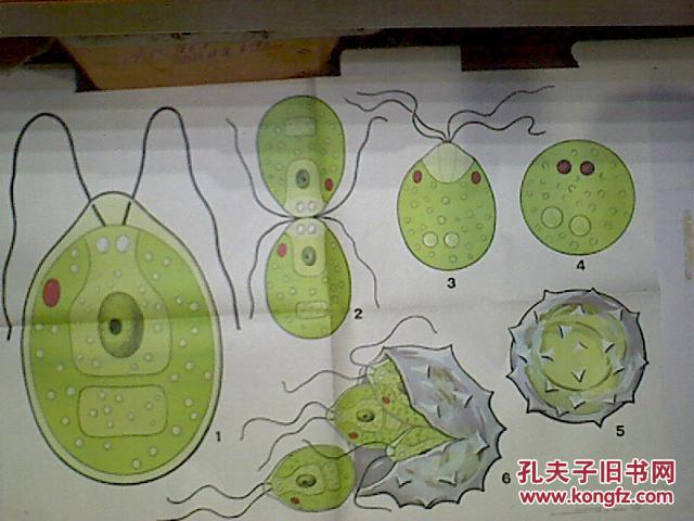 衣藻的有性生殖