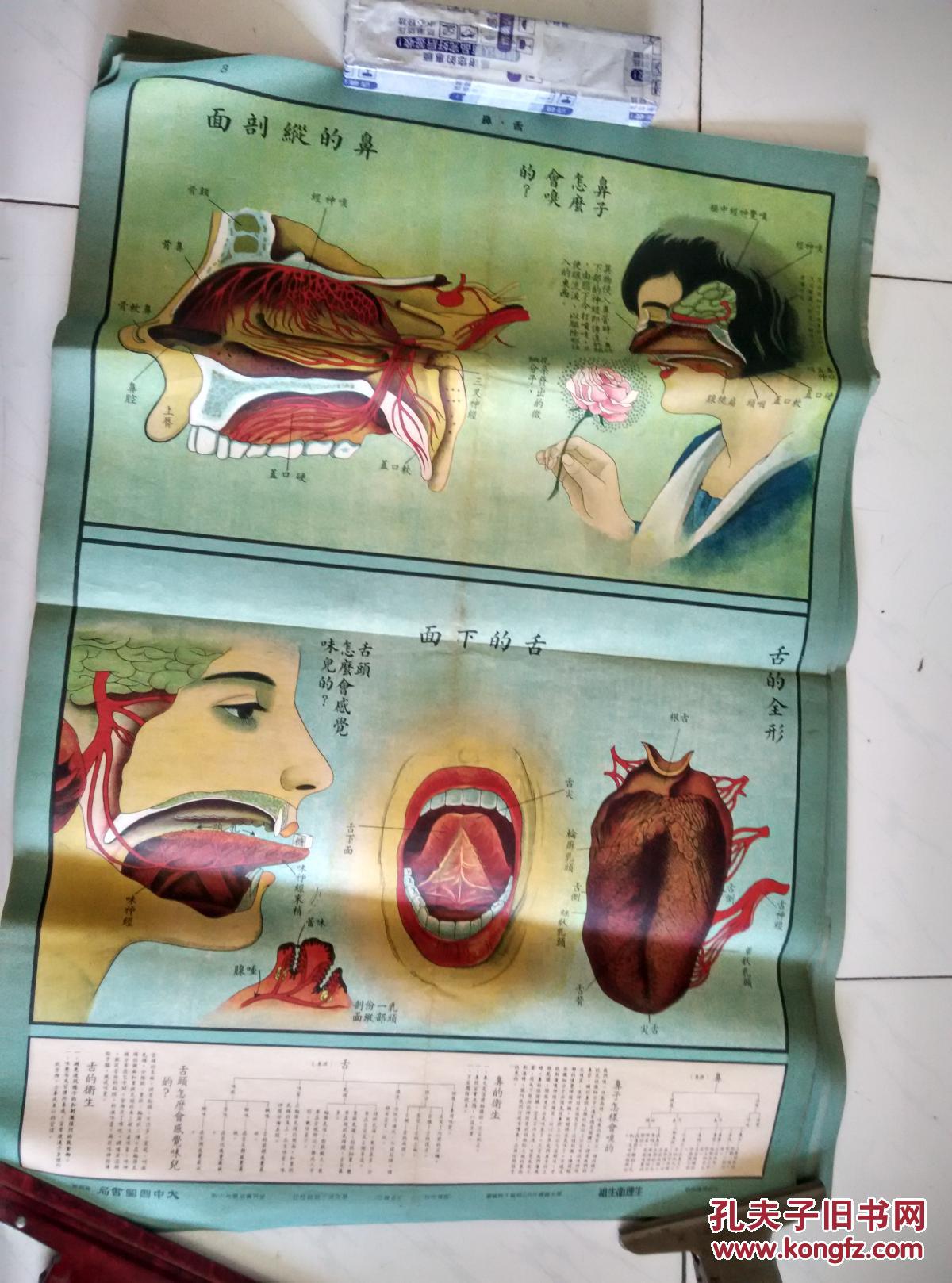 生活知识挂图(一)生理卫生组(9张合售)