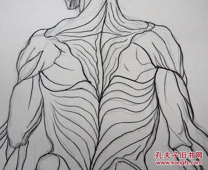 郑州美院男人体背面肌肉素描线描手稿画稿