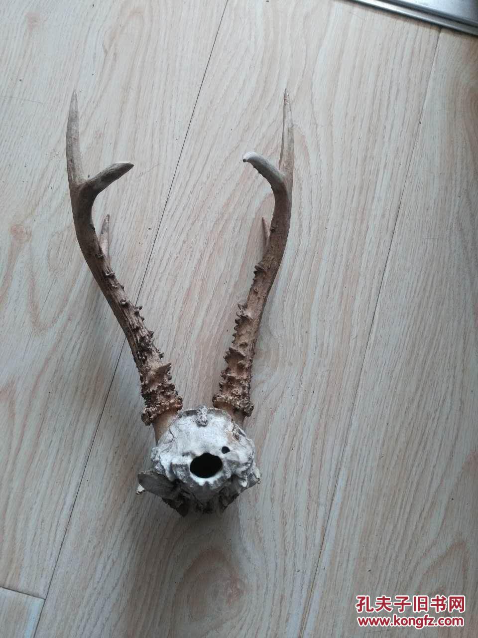 精美【狍子犄角,摆件,稀少.喜欢的朋友不要错过 拍品编号:28081025