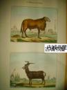 原创彩色蚀刻《中国的 山羊  》   1830年出版，14,7 x 22,3  cm