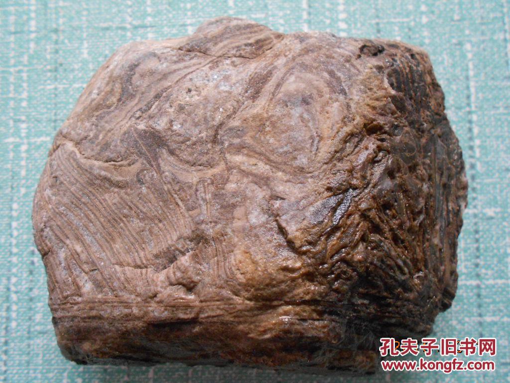 一块树化石原石文理清晰_不详_孔夫子旧书网