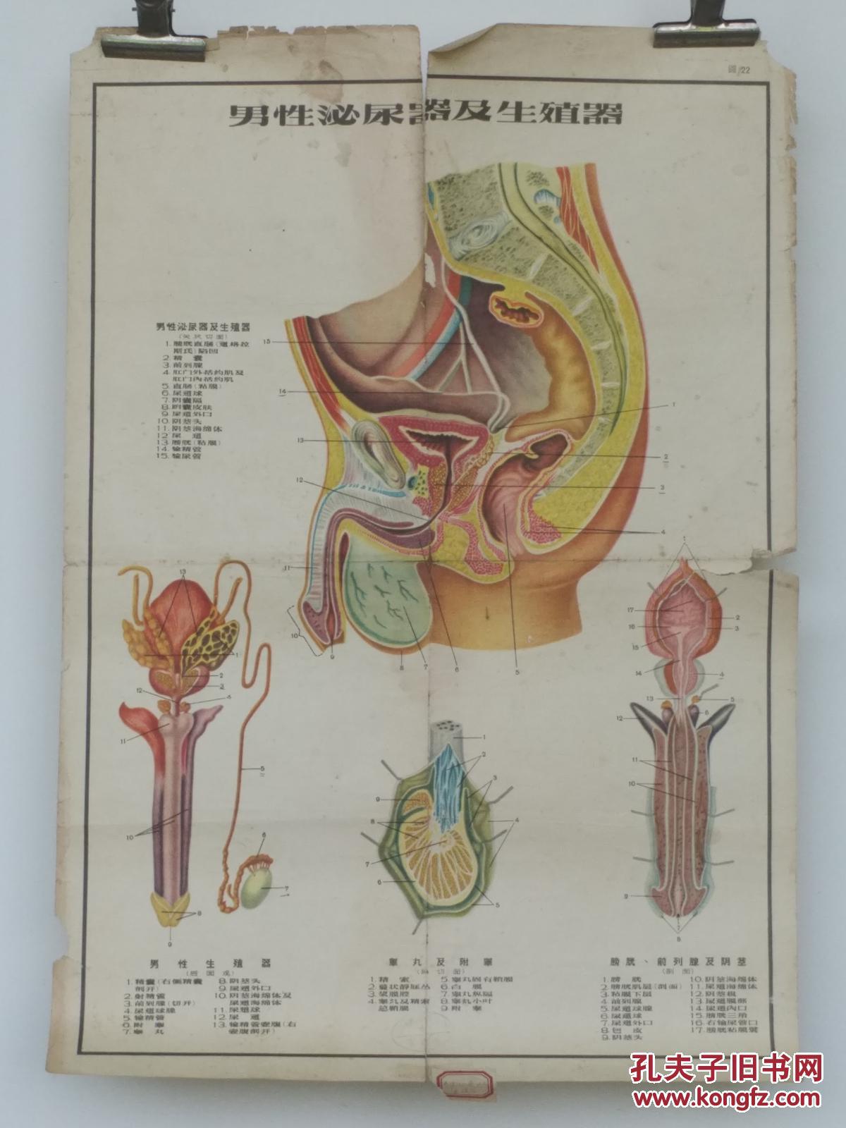 图二十二 男性泌尿器及生殖器
