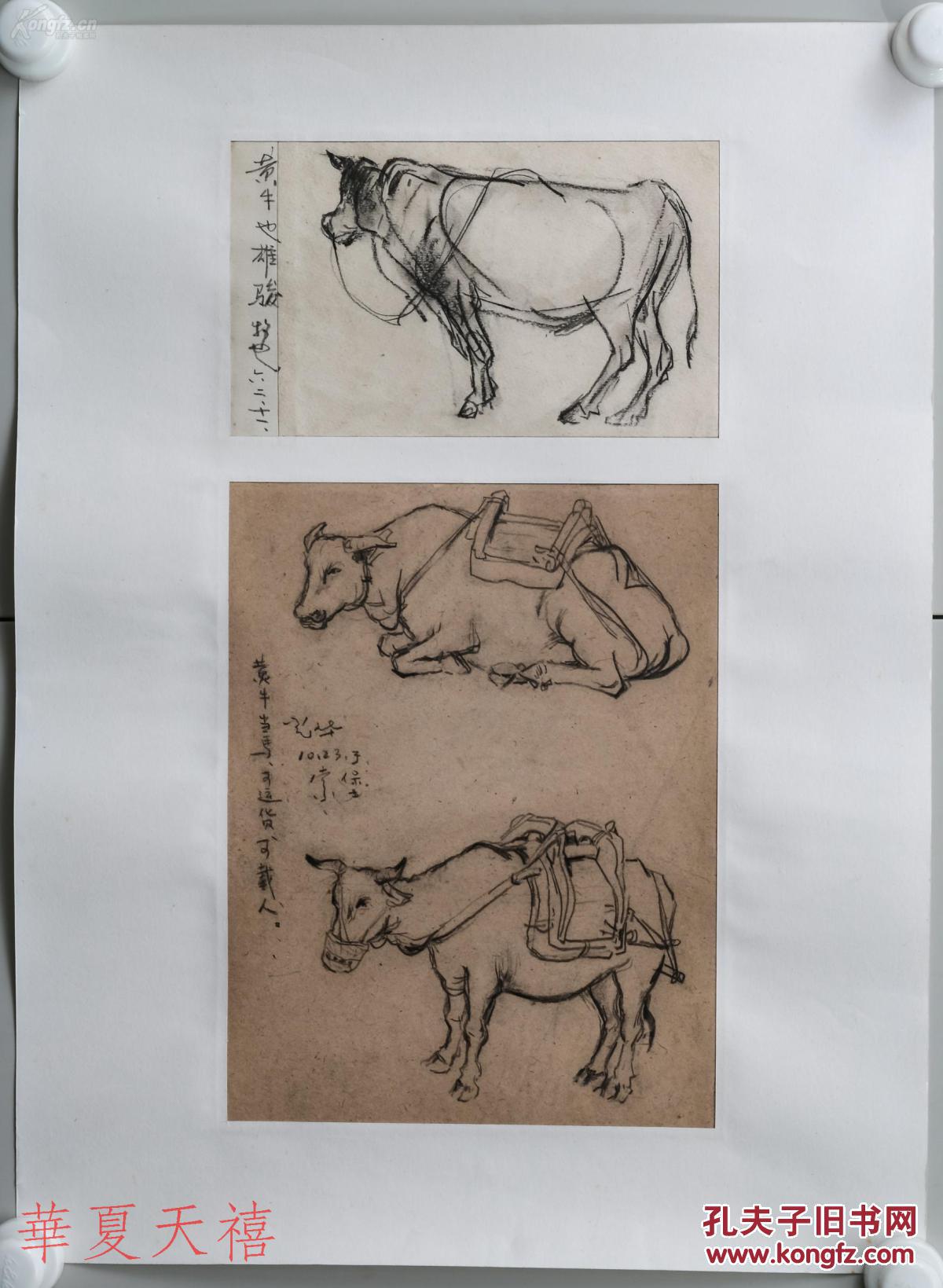 著名美术家,"鲁迅版画奖"得主 吴光华《黄牛》 速写作品