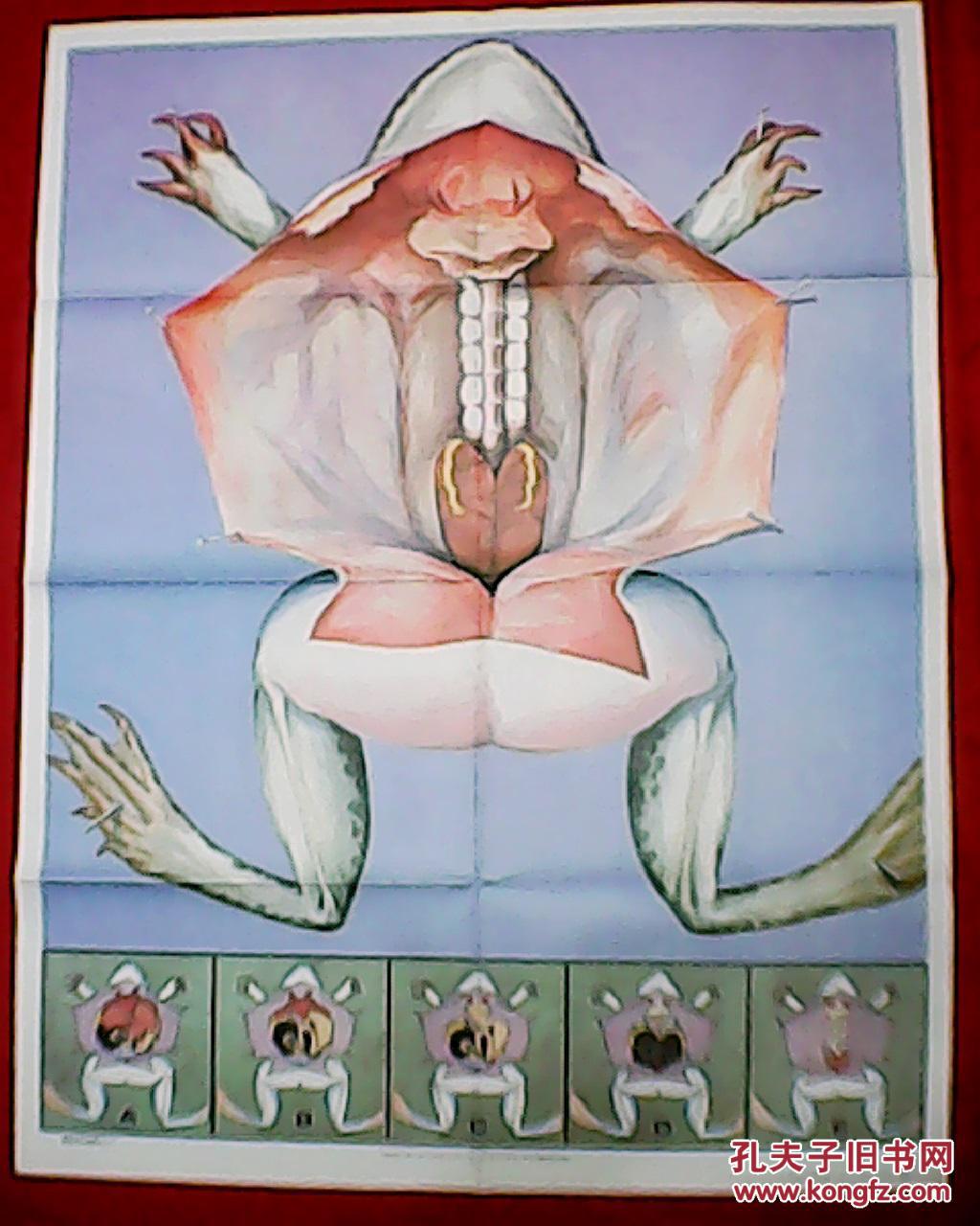 青蛙的泄殖系统示意图图片