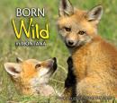 Born Wild in Montana
