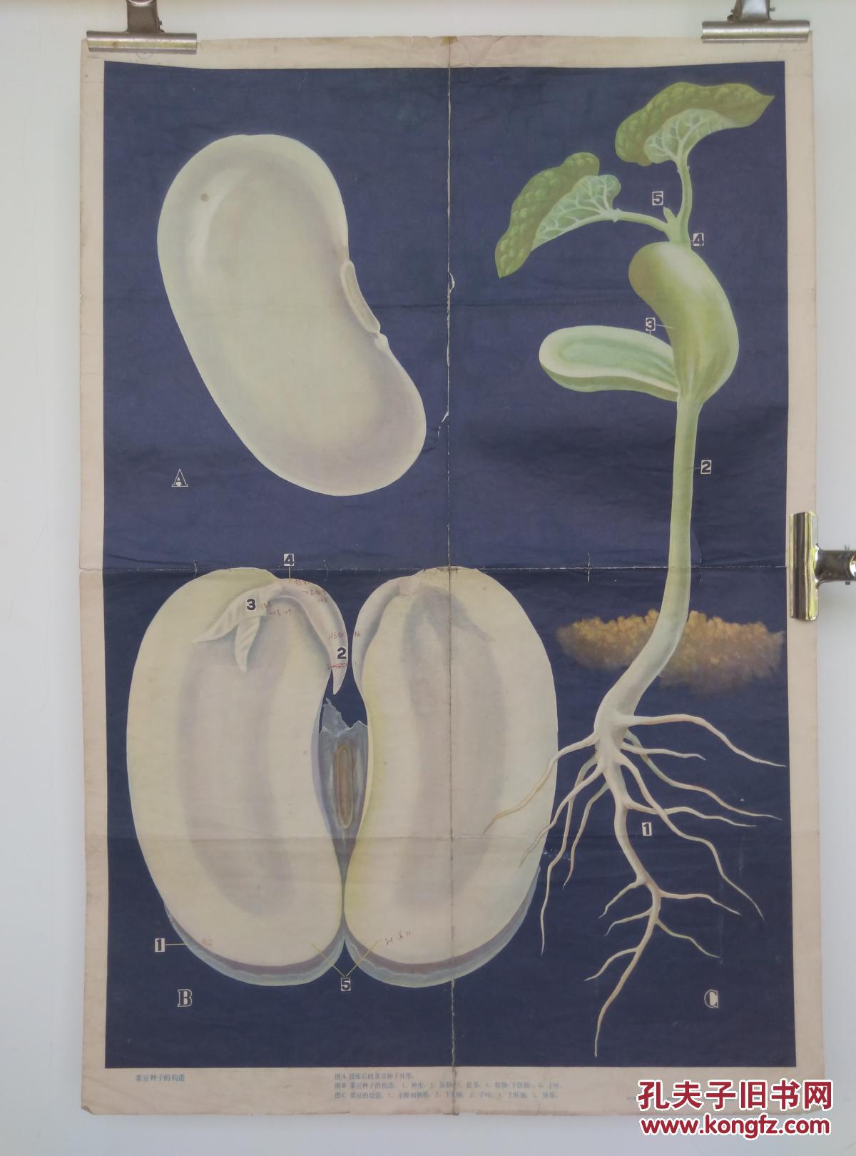 初中课本生物教学挂图 种子的构造 2(1) 菜豆种子的构造