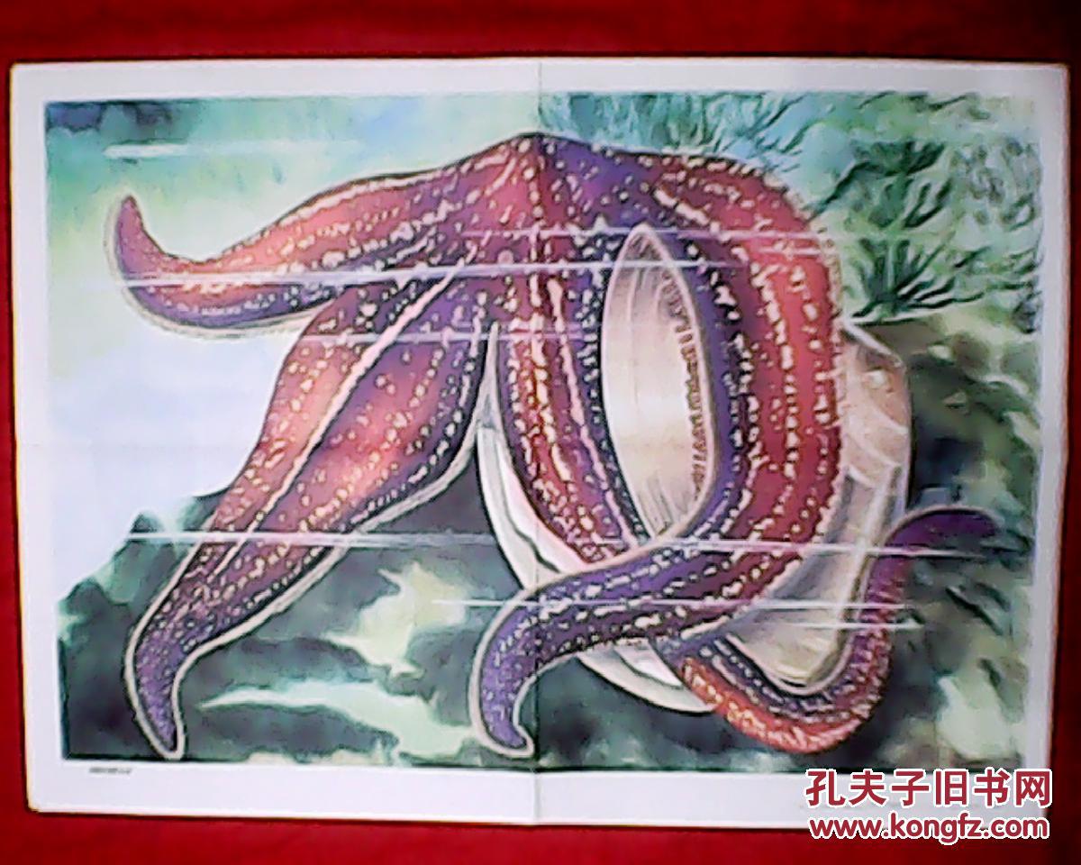 老画家高峰绘的初中生物教学挂图 海盘车捕食贝类 此为对开挂图 宽77厘米 高53厘米 孔夫子旧书网