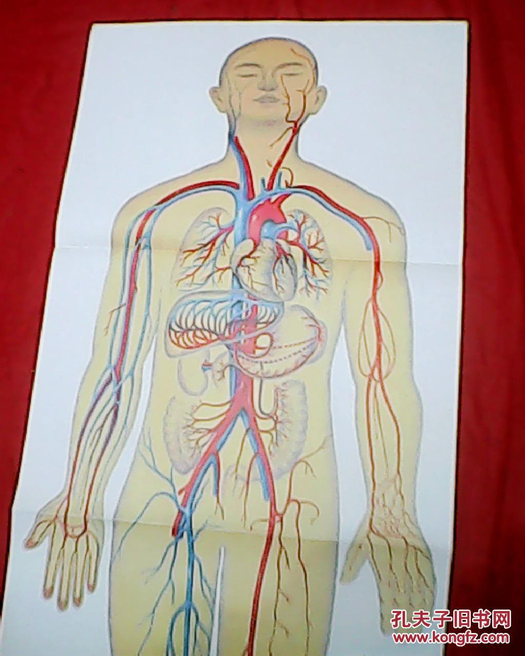 金丽贞绘画作品人的血液循环此为小学自然教学挂图印