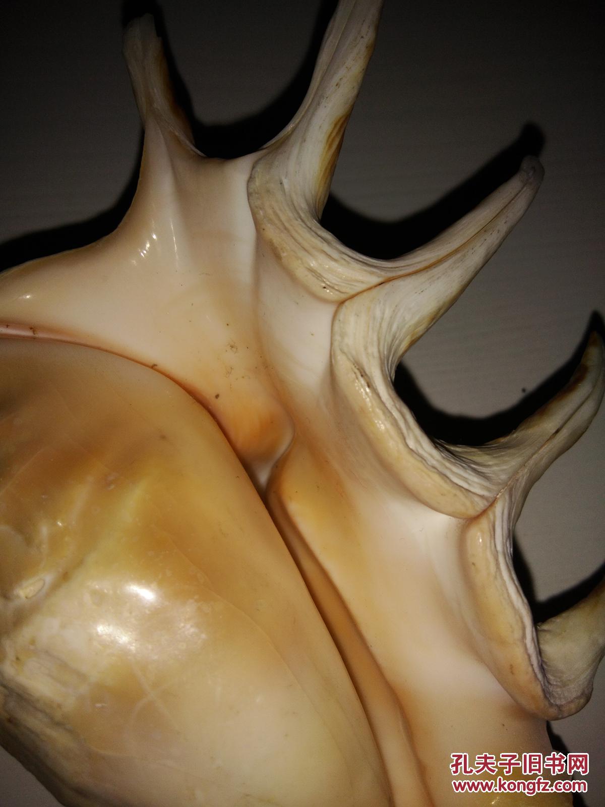 蜗牛壳内部图片