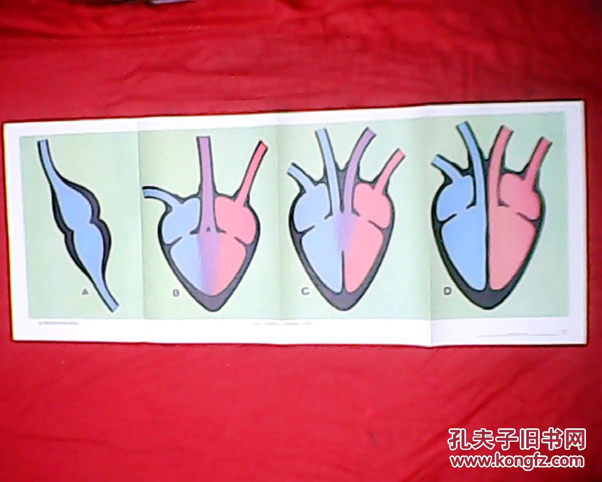 鸟类心脏结构示意图图片