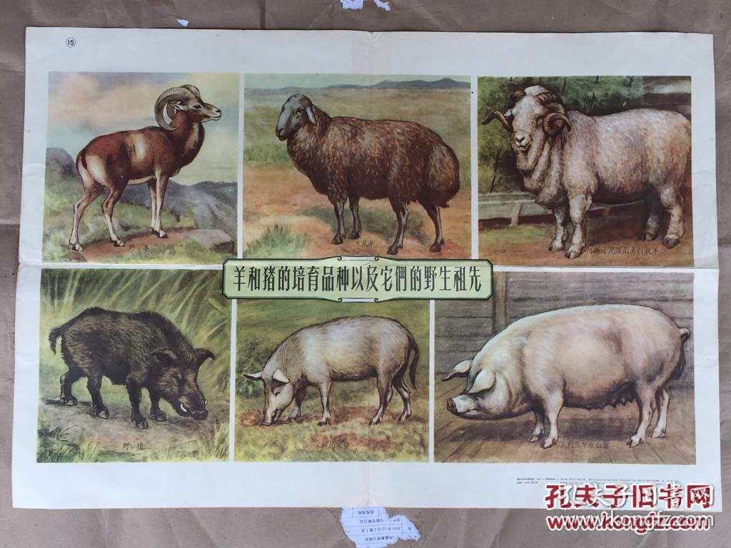 羊和猪的培育品种及它们的野生祖先