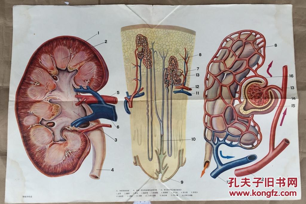 初级中学课本生理卫生教学挂图:肾脏的构造(双面印)