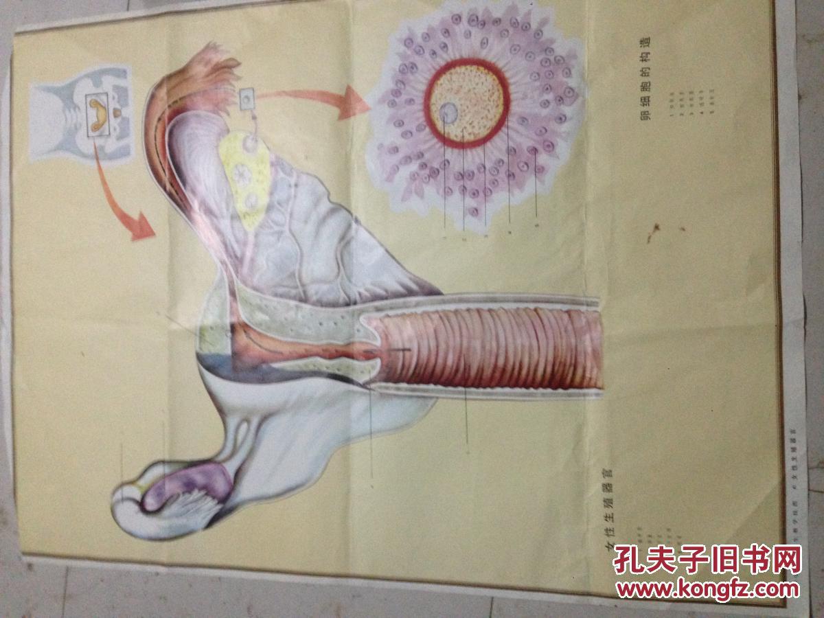 中学生理卫生教学挂图40.41.42.43.-男性生殖器官.女性生殖器官.