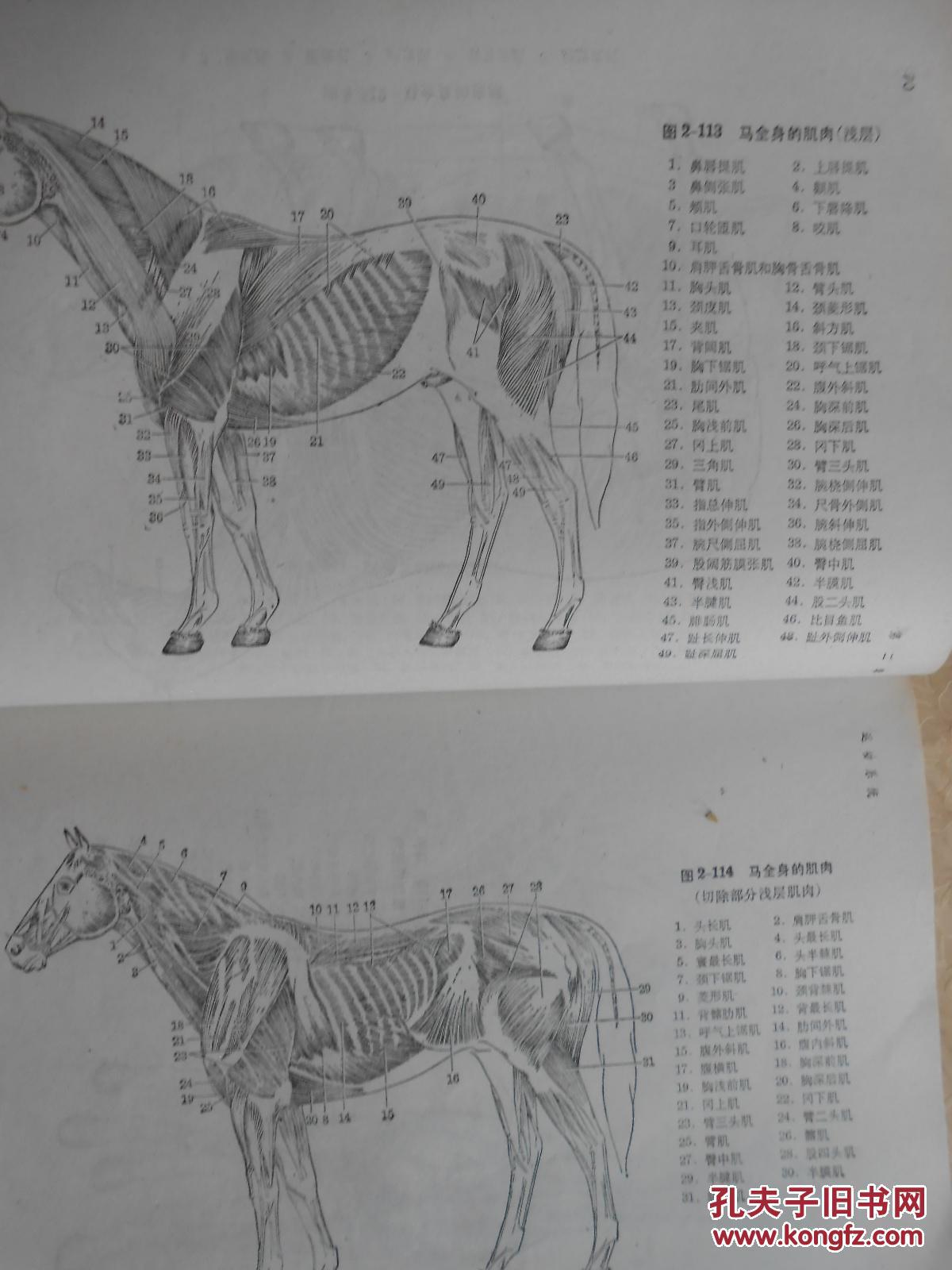 家畜解剖图谱〔陈晓钊署名本〕_安徽农学院编绘_孔夫子旧书网