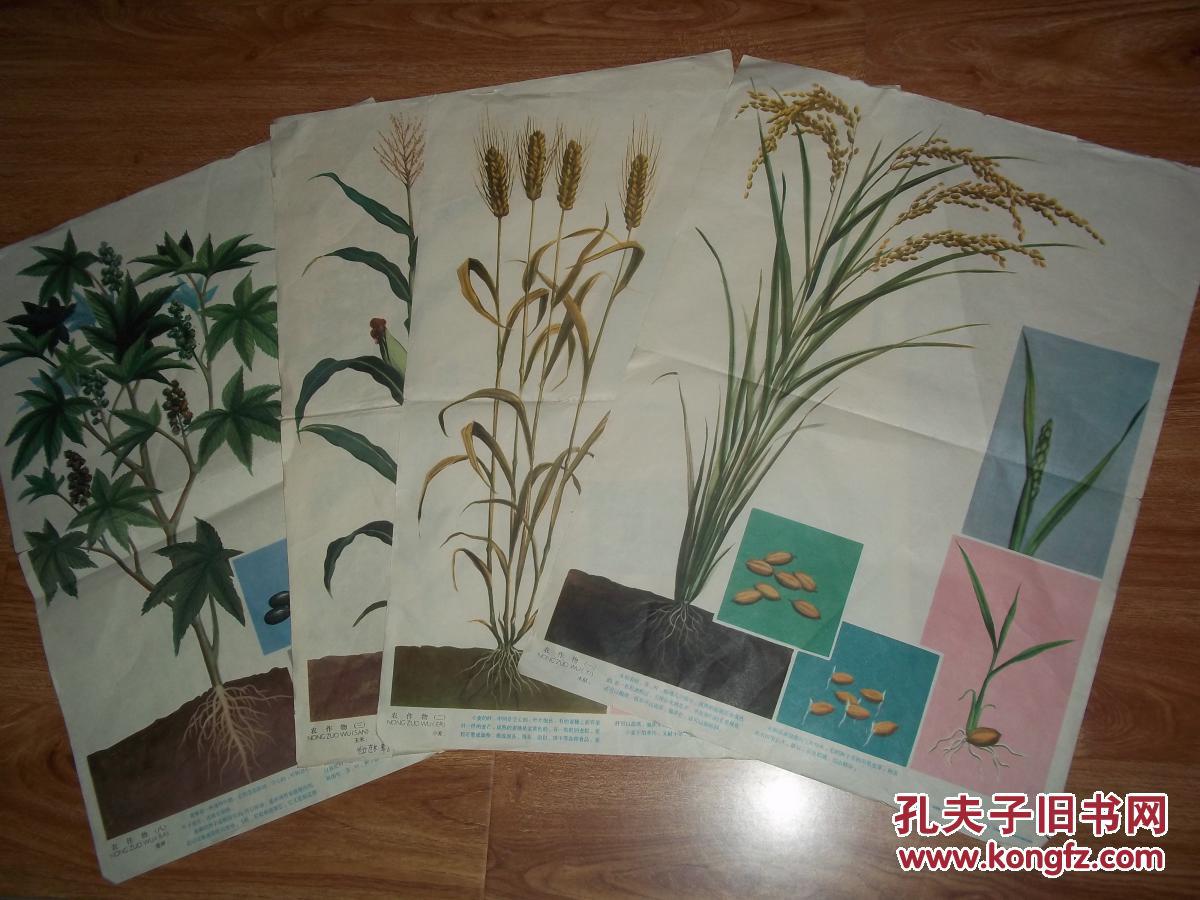 八十年代老彩色宣传画幼儿认识自然教学图片农作物第1378幅共五张4开