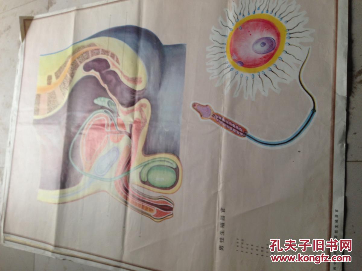 中学生理卫生教学挂图40.41.42.43.-男性生殖器官.女性生殖器官.