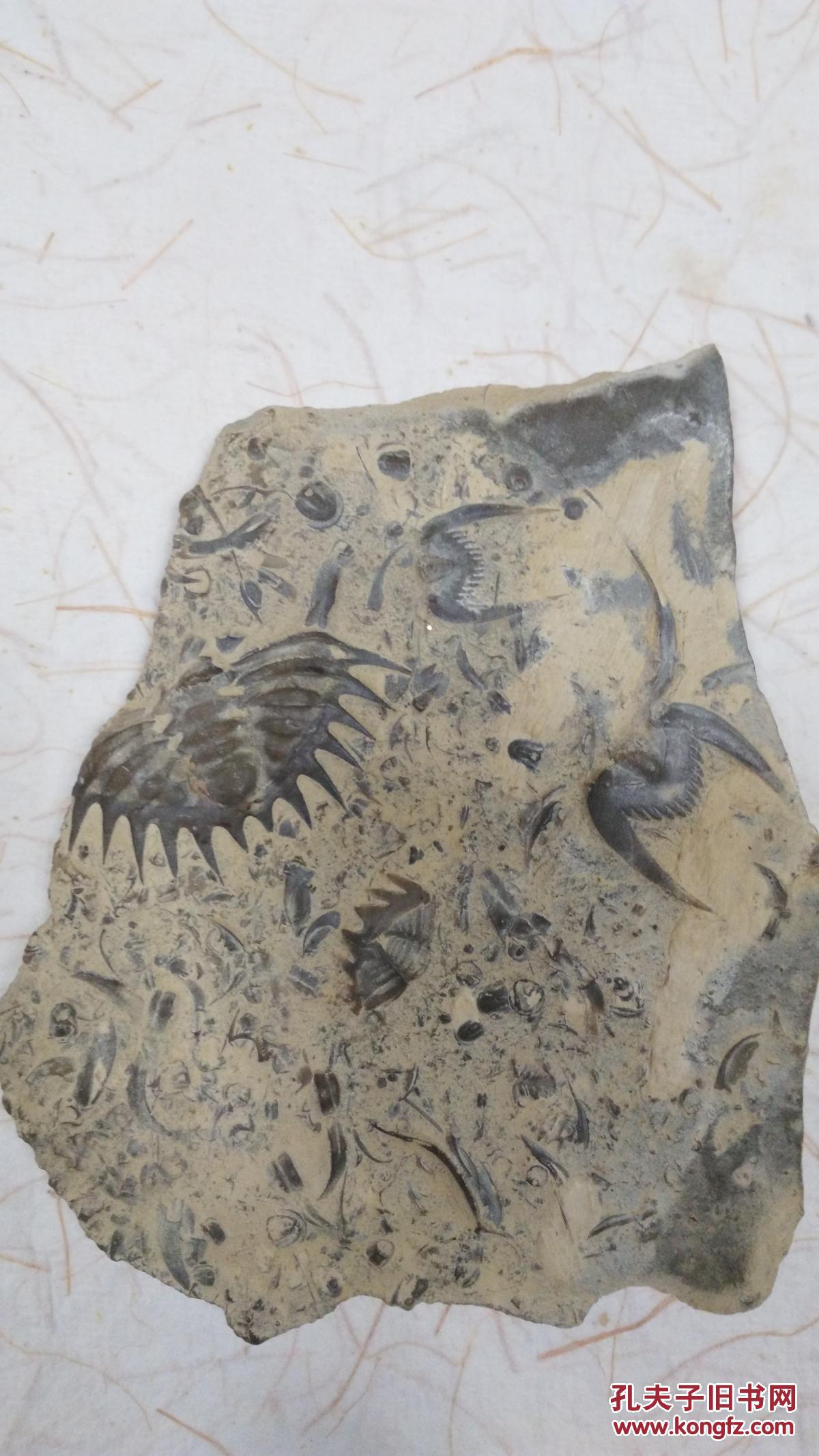 化石 沂蒙山燕子石