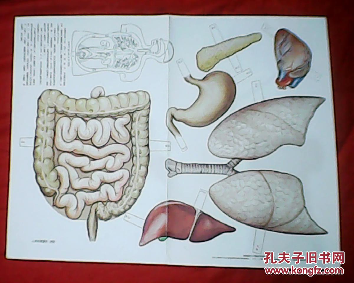 老画家袁兆熊绘的科学常识挂图:人的内部器官——附