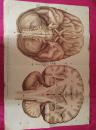 人体解剖生理教学挂图（神经系统2）
