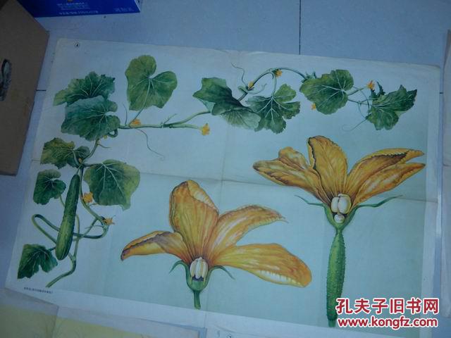 教学挂图.单性花(黄瓜的雌花和雄花)62年初版.蔡忱毅绘图 2开一张