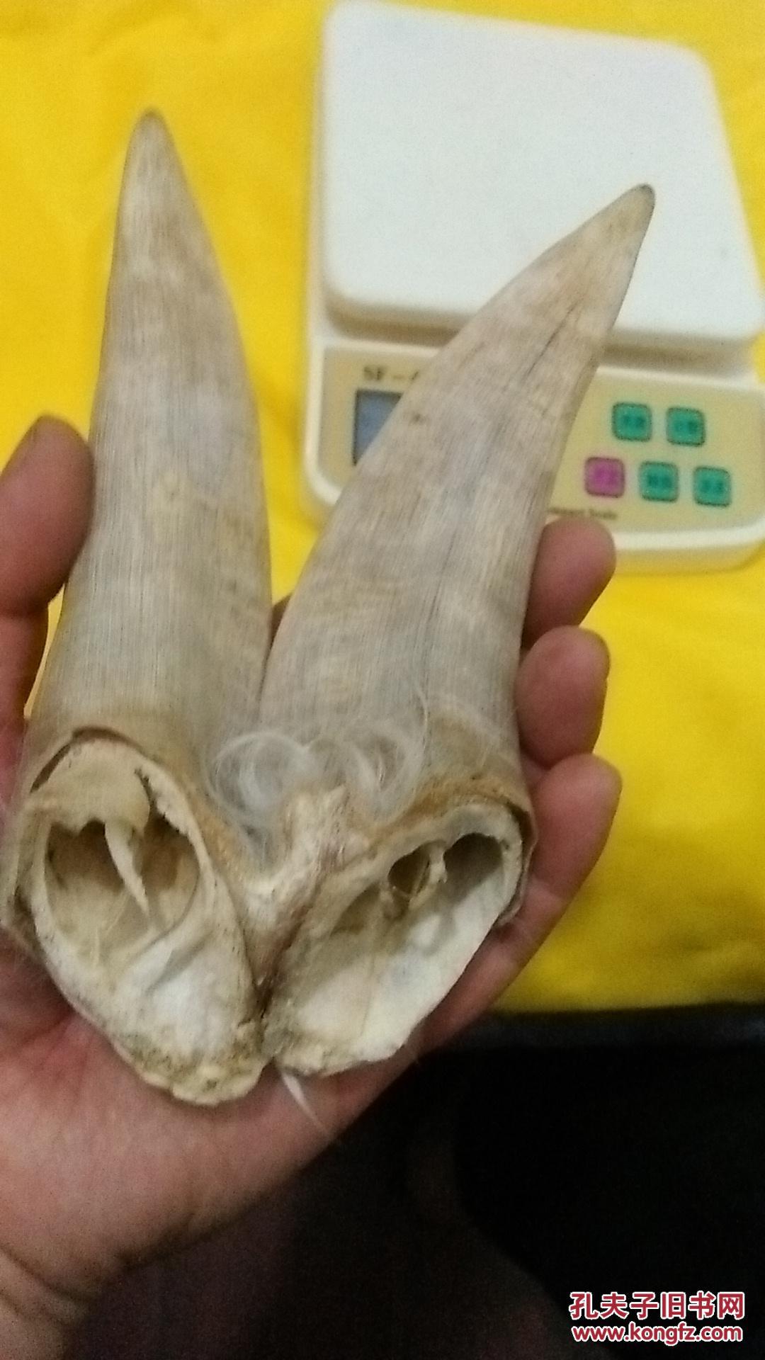 原生态老羊角一对,长约17厘米(满200全国包邮.) 拍品编号:28236179