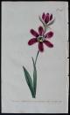 稀有精美图谱-1801年英国柯蒂斯植物铜版画541号，手工上色，优雅精致