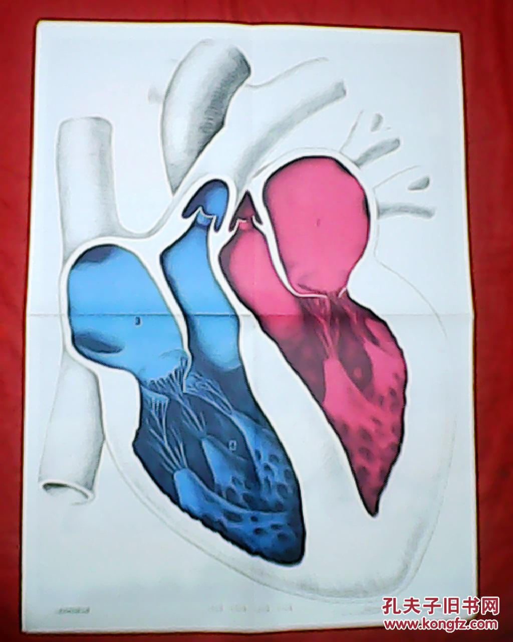 老画家金丽贞绘的教学挂图:心脏的结构模式图(此为对开图,宽53厘米,高